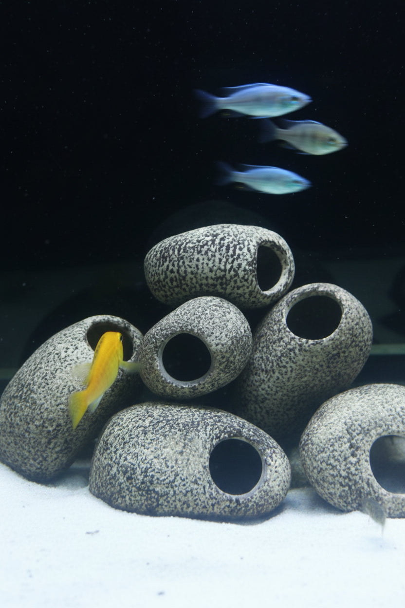 Pierre Cachette Aquarium Cichlid