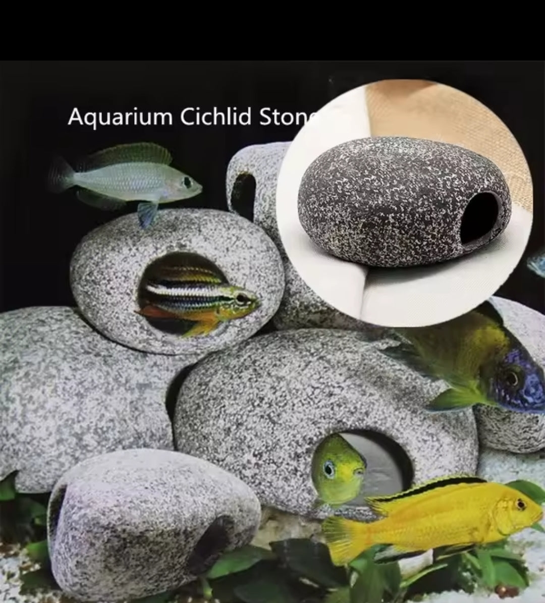 Pierre Cachette Aquarium Cichlid