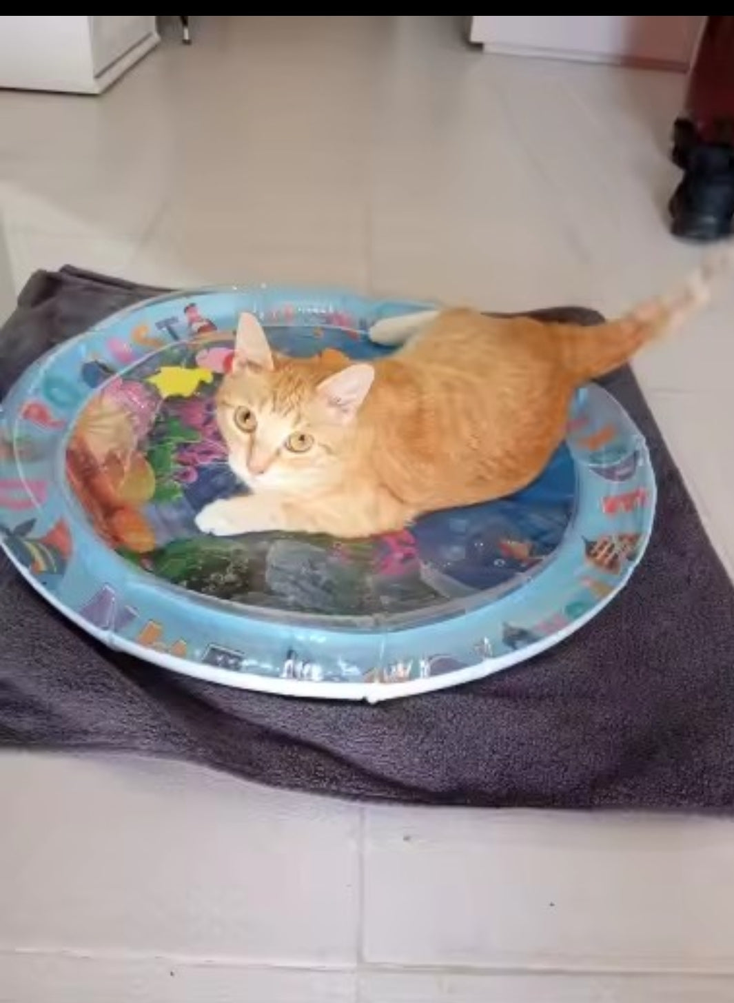 Tapis de Jeu Interactif pour Chat – 65 cm