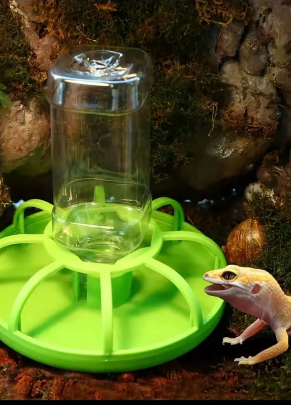 Abreuvoir Automatique pour Reptiles – Tortues, Iguanes & Lézards